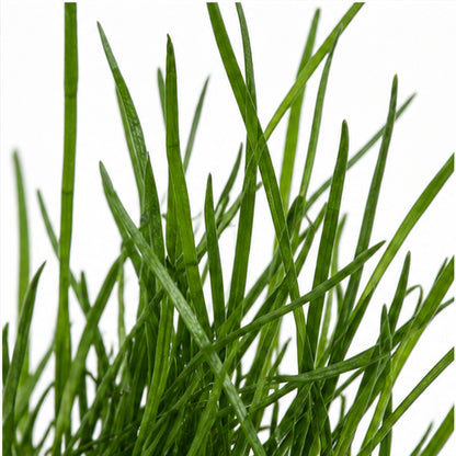 Lilaeopsis mauritiana