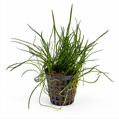 Lilaeopsis mauritiana