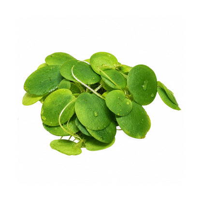 Amazon Frogbit - Limnobium laevigatum