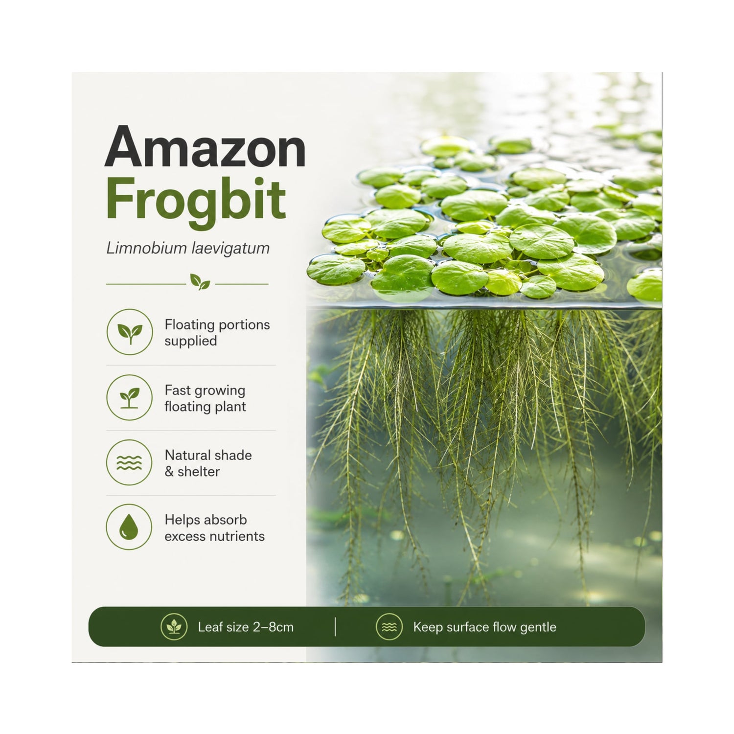 Amazon Frogbit (Limnobium laevigatum) - Floating Plant Portion