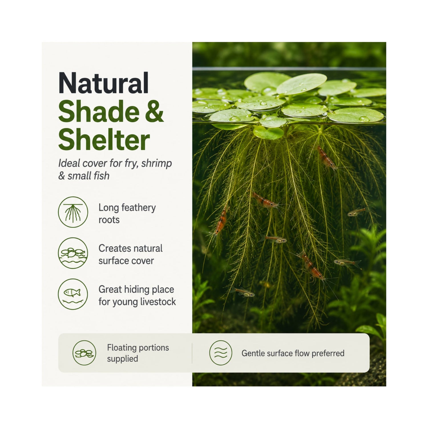 Amazon Frogbit (Limnobium laevigatum) - Floating Plant Portion