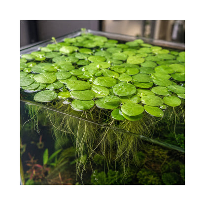 Amazon Frogbit (Limnobium laevigatum) - Floating Plant Portion