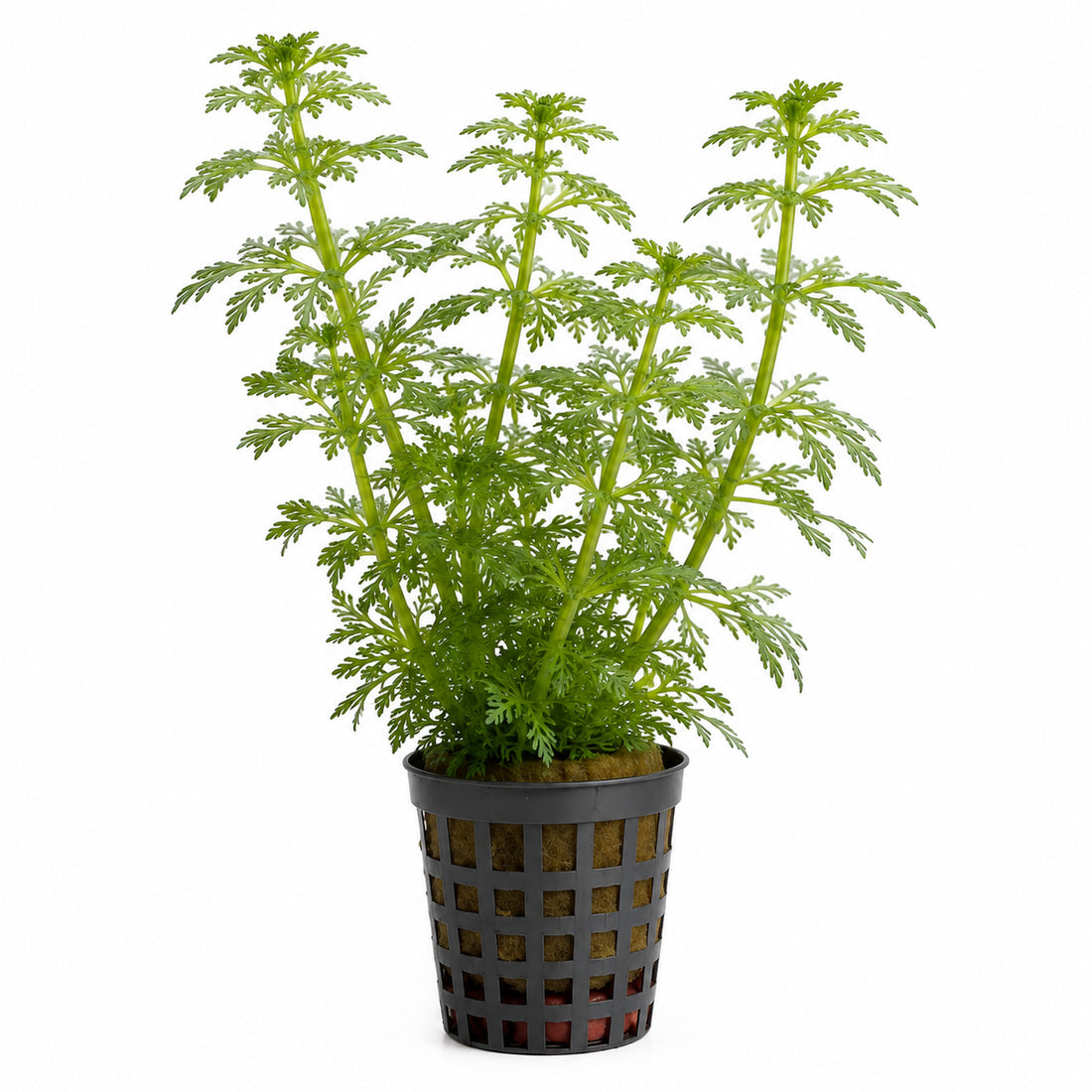 Limnophila heterophylla
