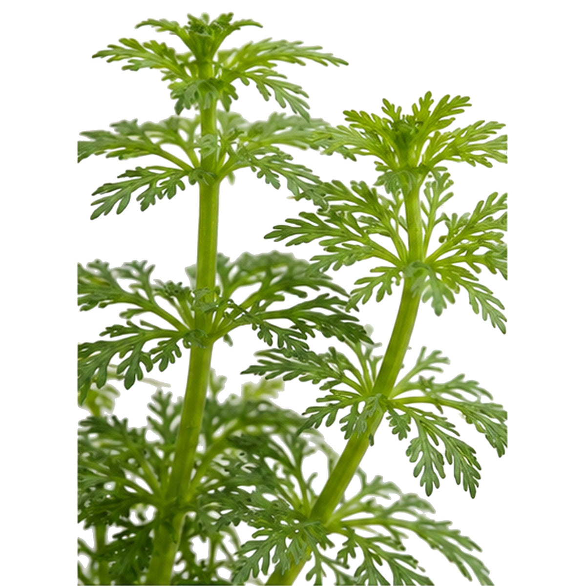 Limnophila heterophylla