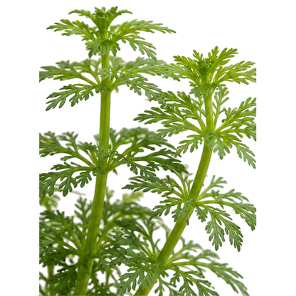 Limnophila heterophylla