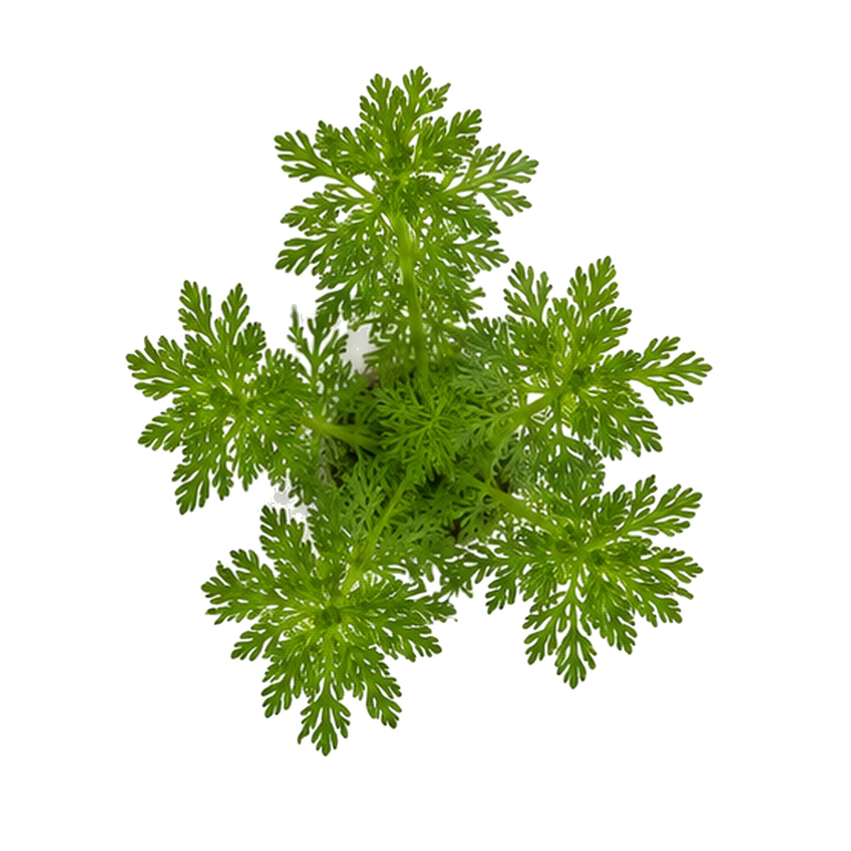 Limnophila heterophylla