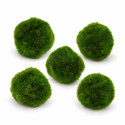 Aegagropila linnaei - Marimo Moss Balls