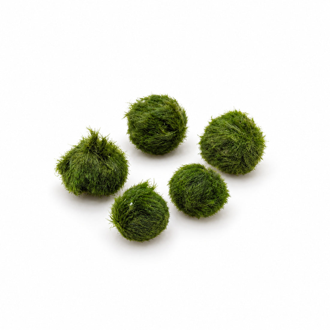 Aegagropila linnaei - Marimo Moss Balls