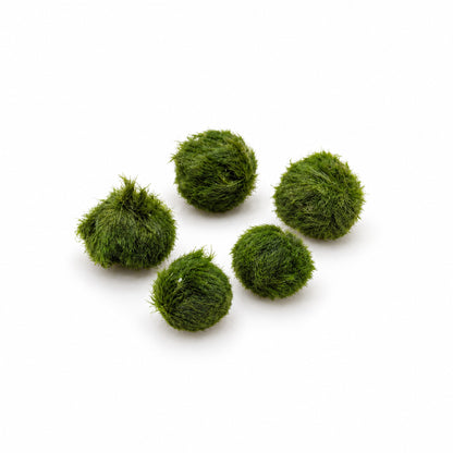 Aegagropila linnaei - Marimo Moss Balls