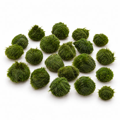 Aegagropila linnaei - Marimo Moss Balls