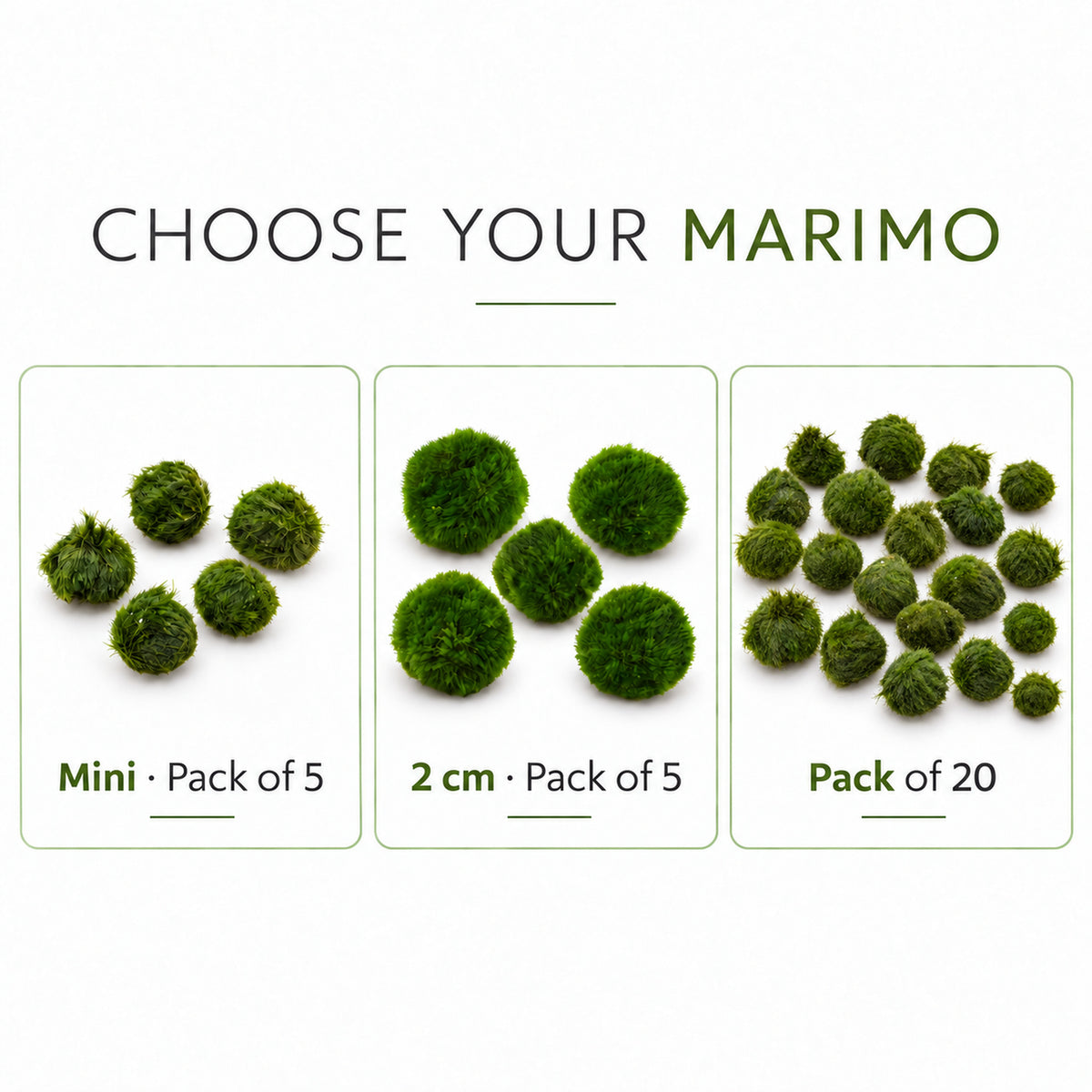 Aegagropila linnaei - Marimo Moss Balls