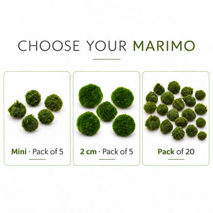 Aegagropila linnaei - Marimo Moss Balls
