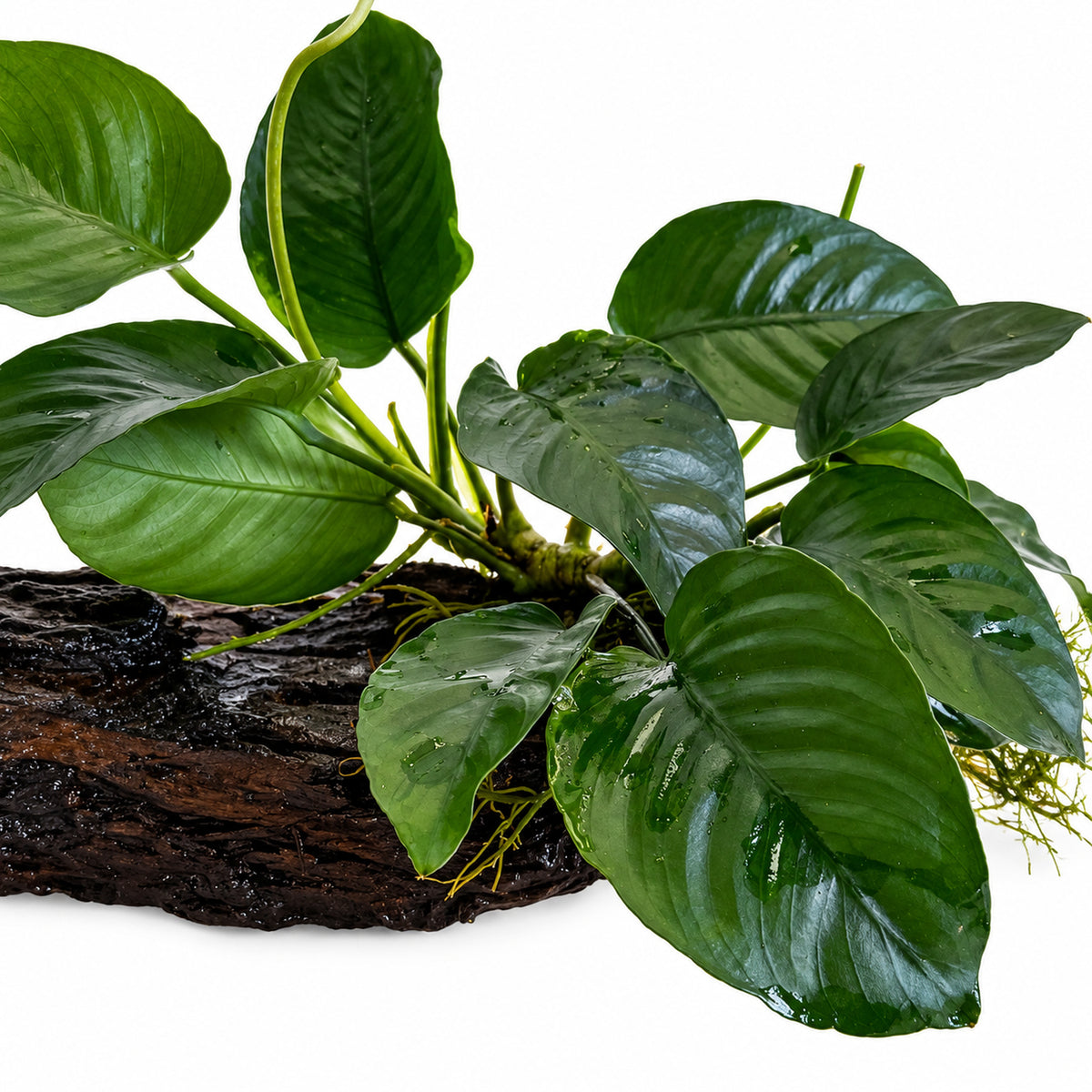 Microsorum &amp; Anubias Duet