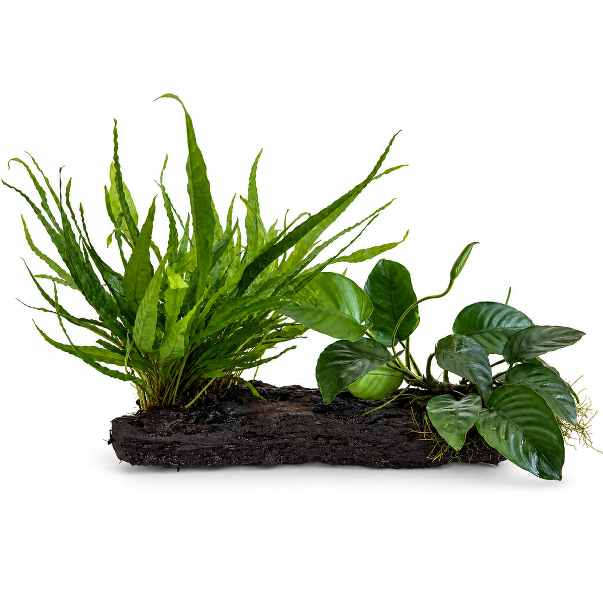 Microsorum &amp; Anubias Duet