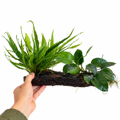Microsorum &amp; Anubias Duet