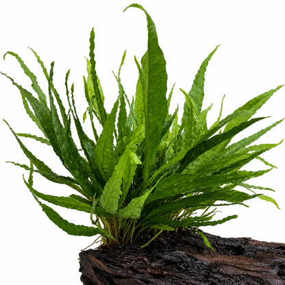 Microsorum &amp; Anubias Duet