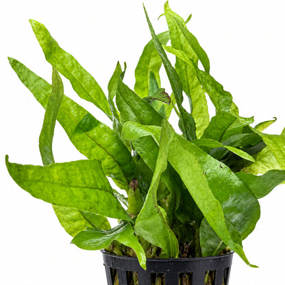 microsorum mini leaf detail