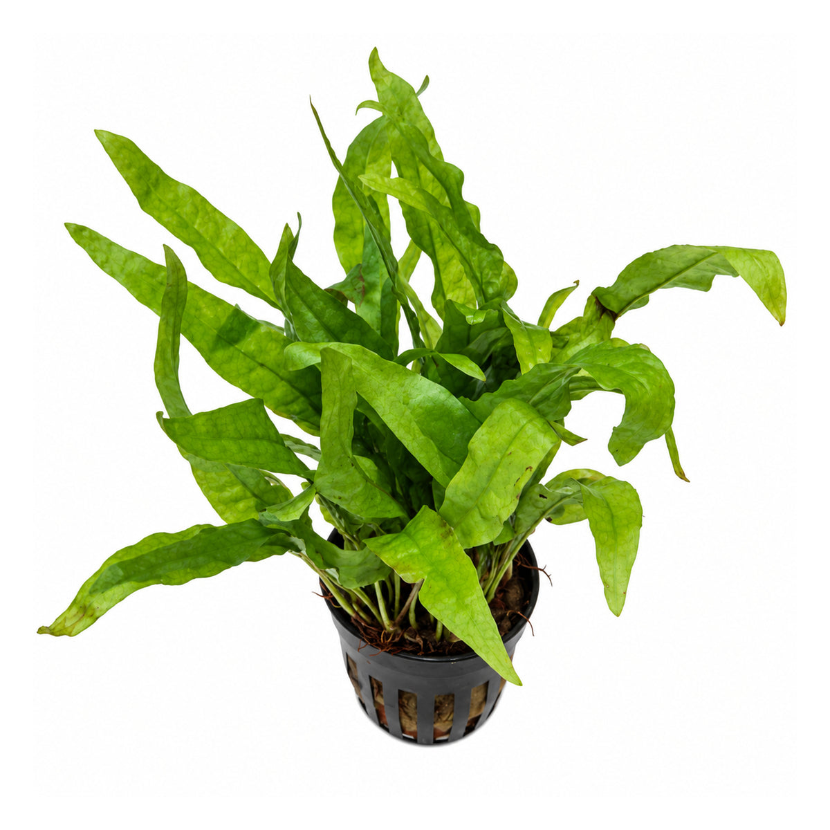 microsorum mini overhead