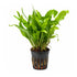 microsorum mini potted front
