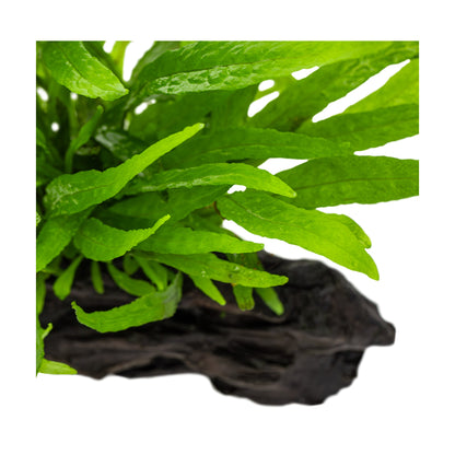 Microsorum pteropus on Wood - Small