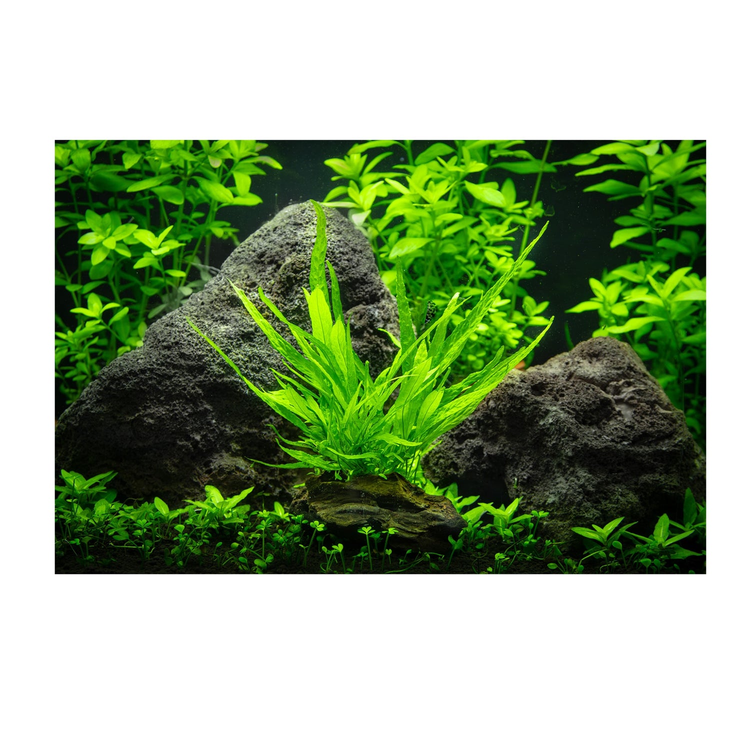 Microsorum pteropus on Wood - Small