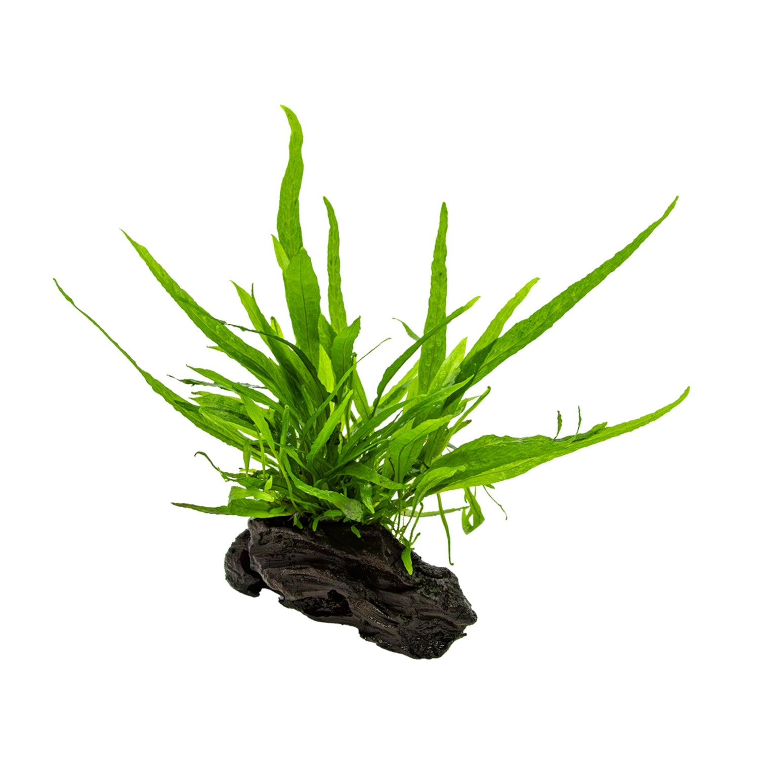 Microsorum pteropus on Wood - Small