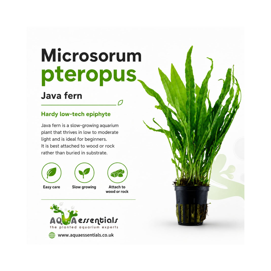 Microsorum pteropus - Java fern