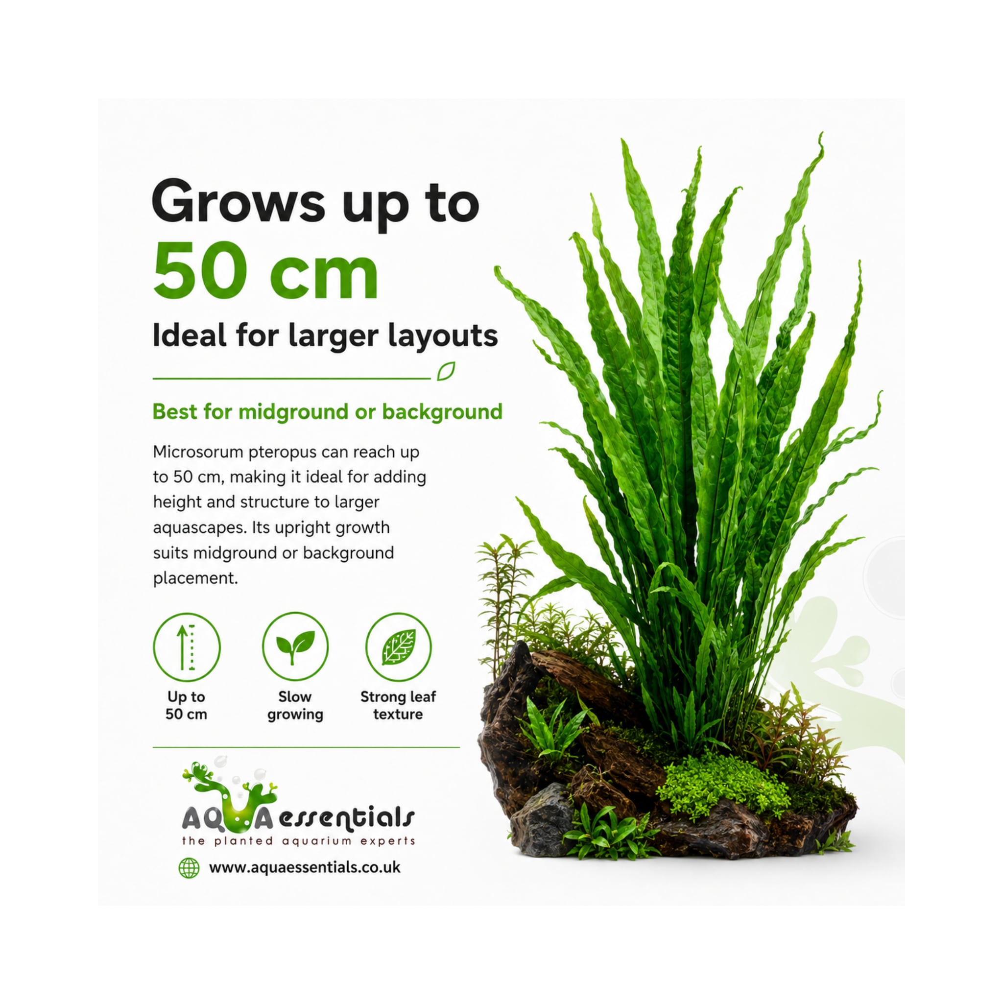 Microsorum pteropus - Java fern