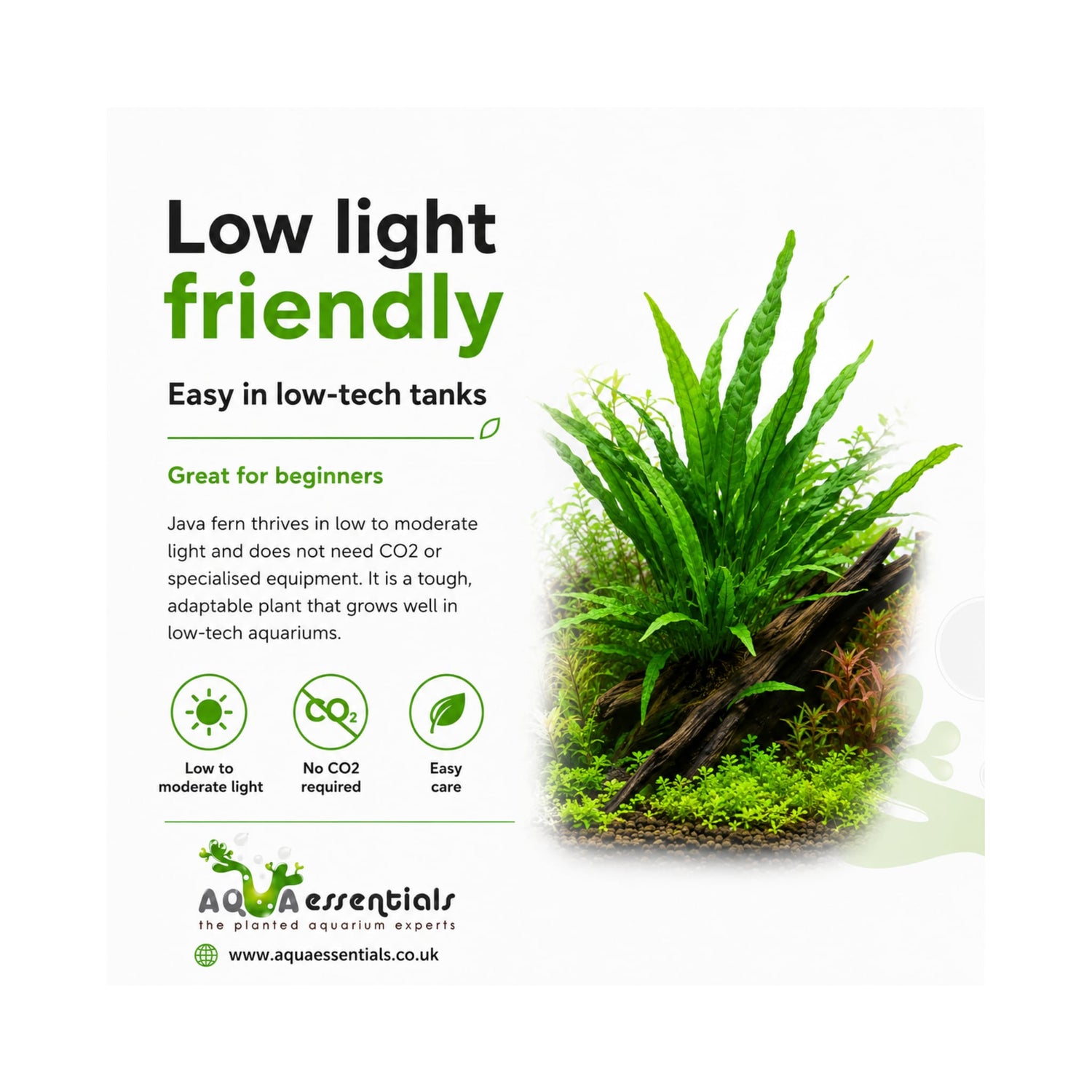 Microsorum pteropus - Java fern