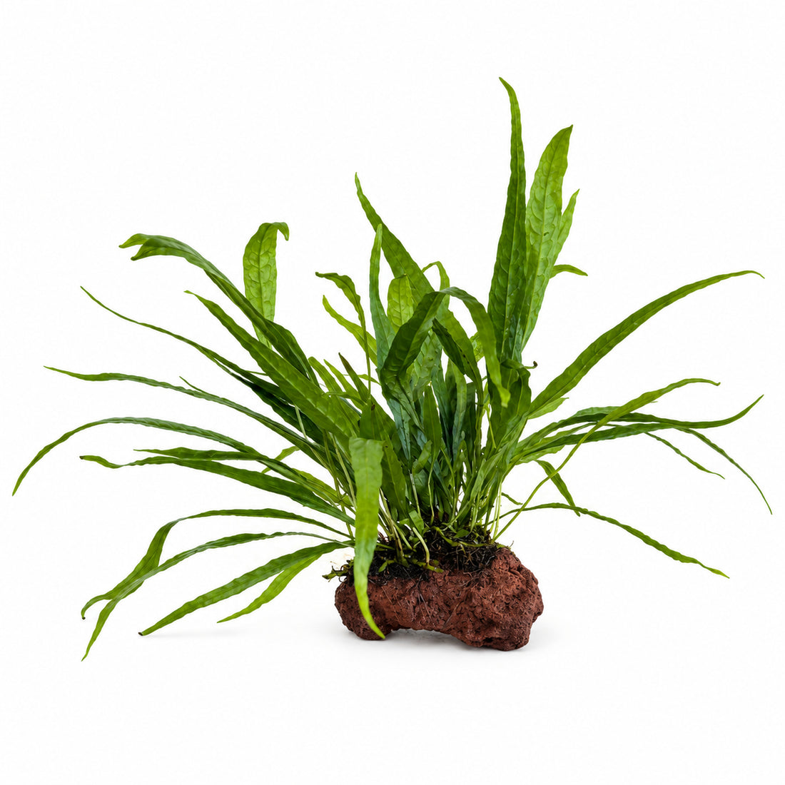 Microsorum pteropus On Lava - Mini