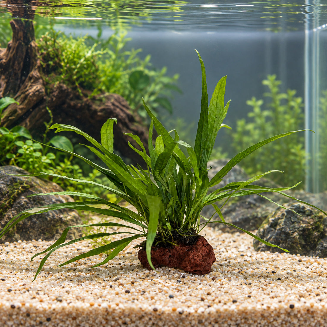 Microsorum pteropus On Lava - Mini