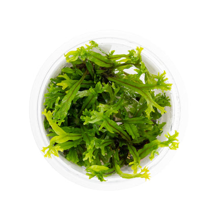 Tropica Microsorum pteropus Windelov 1-2-GROW