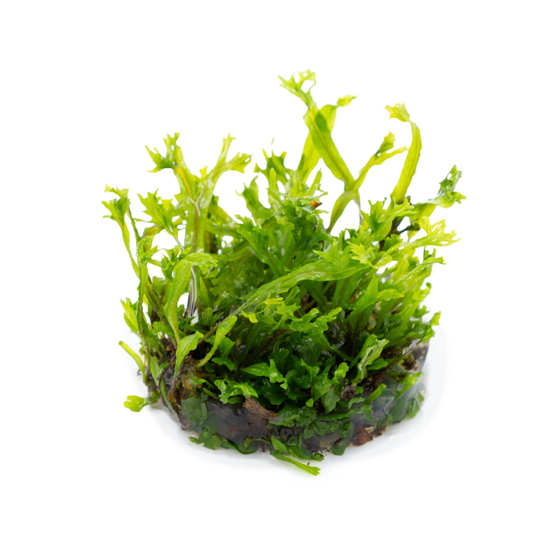 Tropica Microsorum pteropus Windelov 1-2-GROW