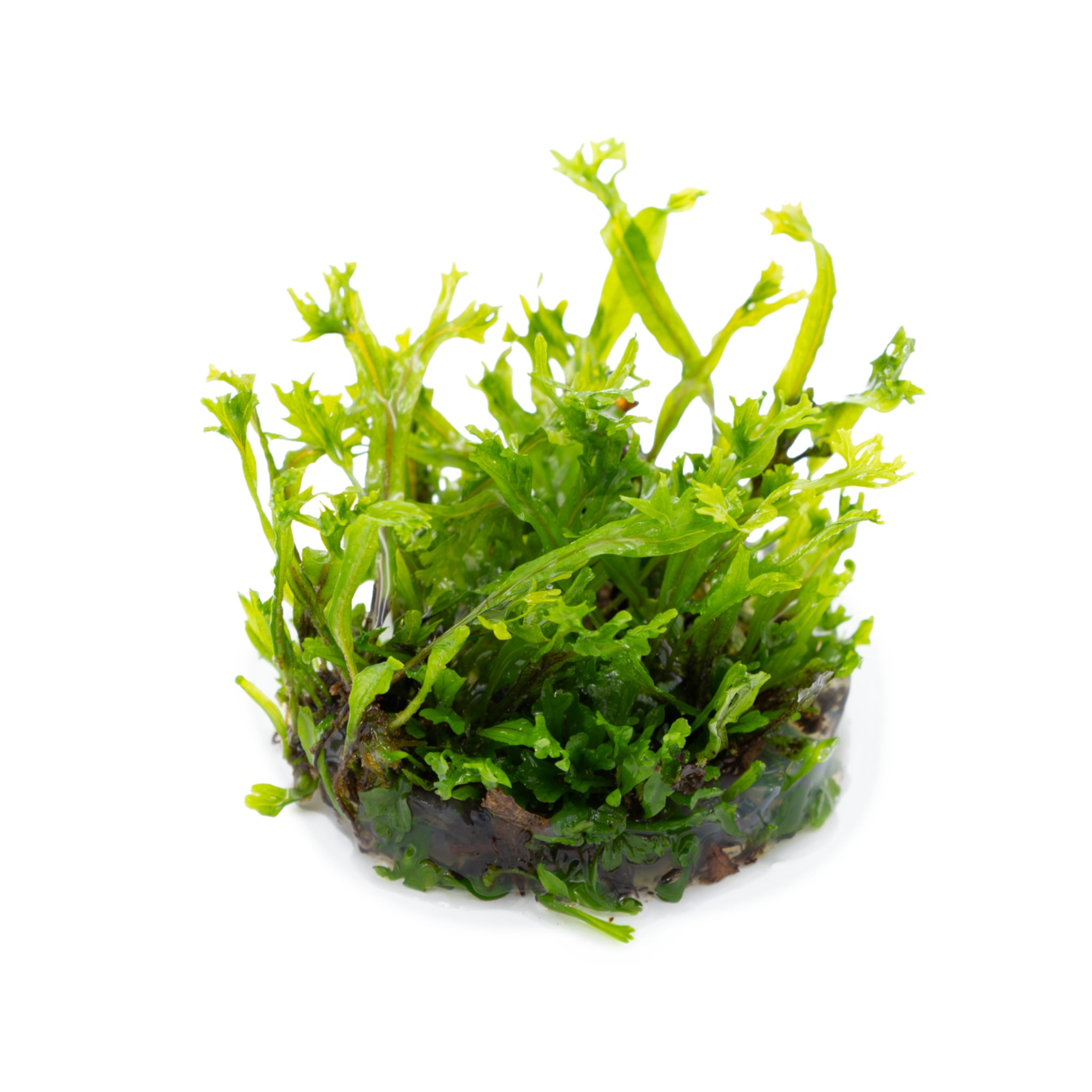 Tropica Microsorum pteropus Windelov 1-2-GROW