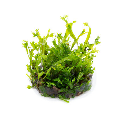 Tropica Microsorum pteropus Windelov 1-2-GROW