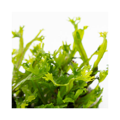 Tropica Microsorum pteropus Windelov 1-2-GROW