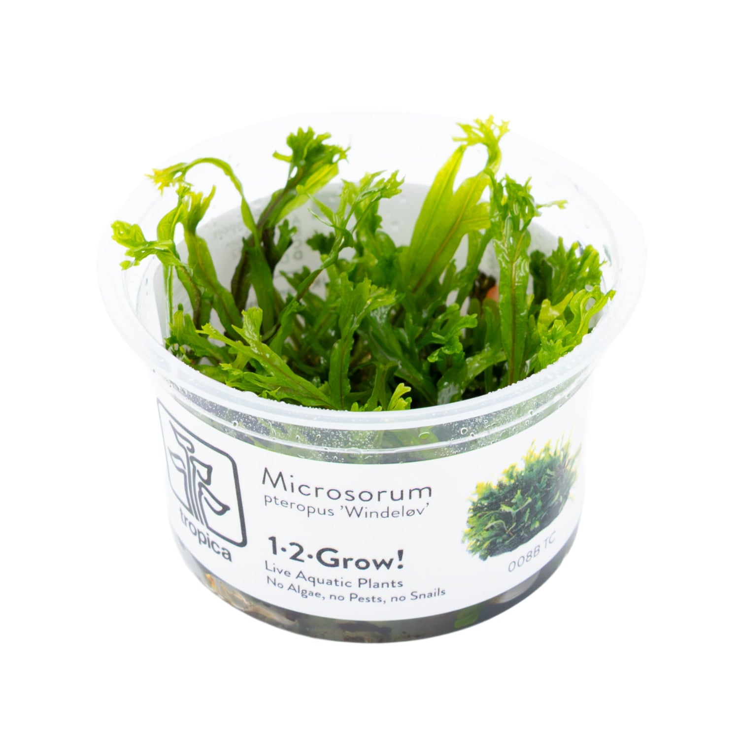 Tropica Microsorum pteropus Windelov 1-2-GROW