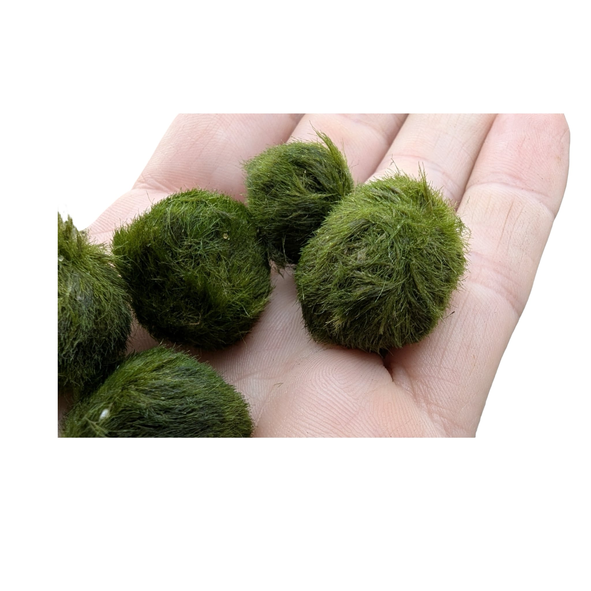 Chladoflora - Mini Marimo Moss Balls (x5)
