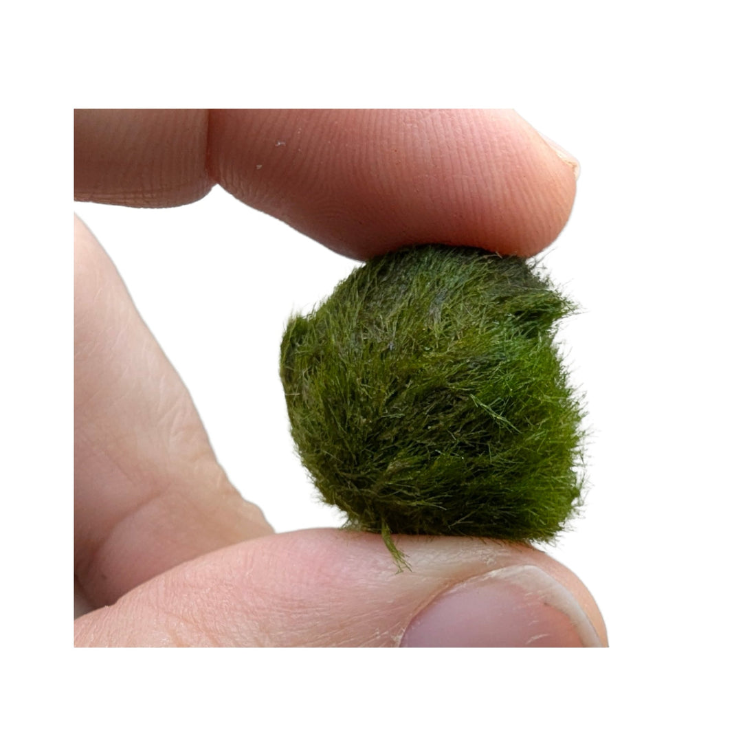 Chladoflora - Mini Marimo Moss Balls (x5)