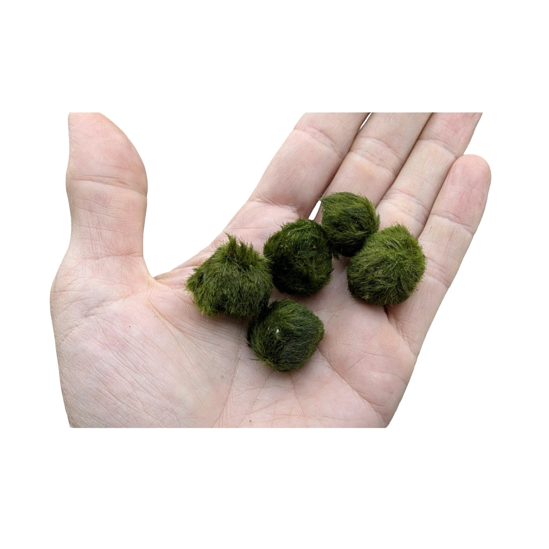 Chladoflora - Mini Marimo Moss Balls (x5)