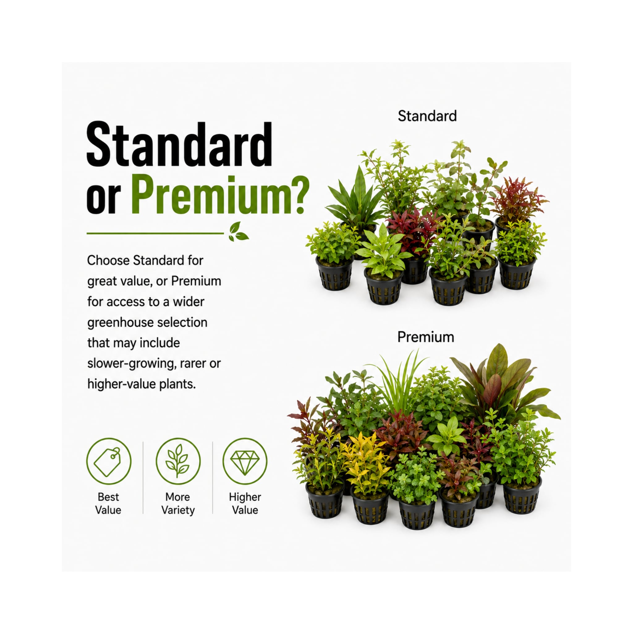 Mixed Box of Aquarium Plants, Expert-Picked for Your Tank