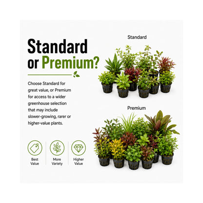 Mixed Box of Aquarium Plants, Expert-Picked for Your Tank