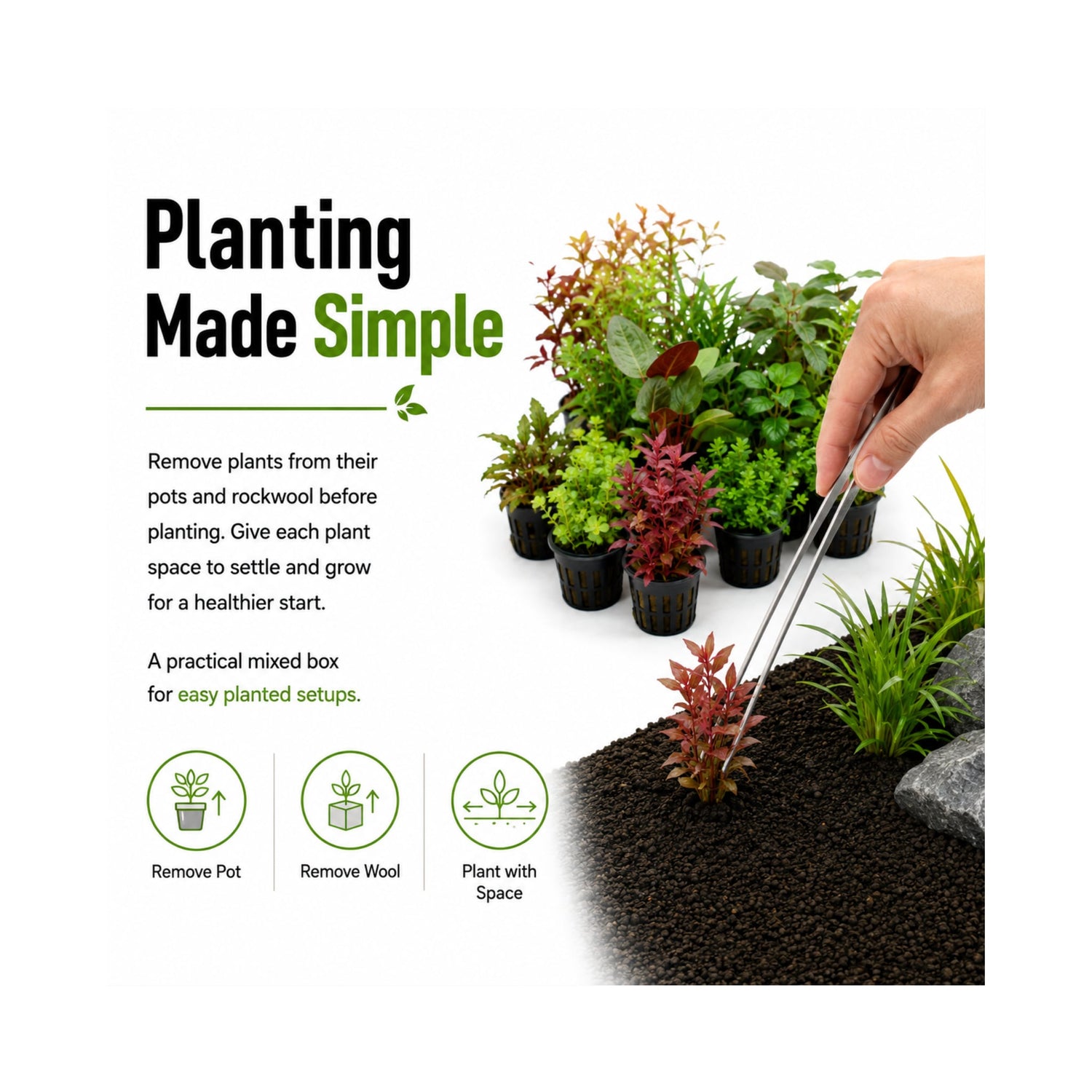 Mixed Box of Aquarium Plants, Expert-Picked for Your Tank