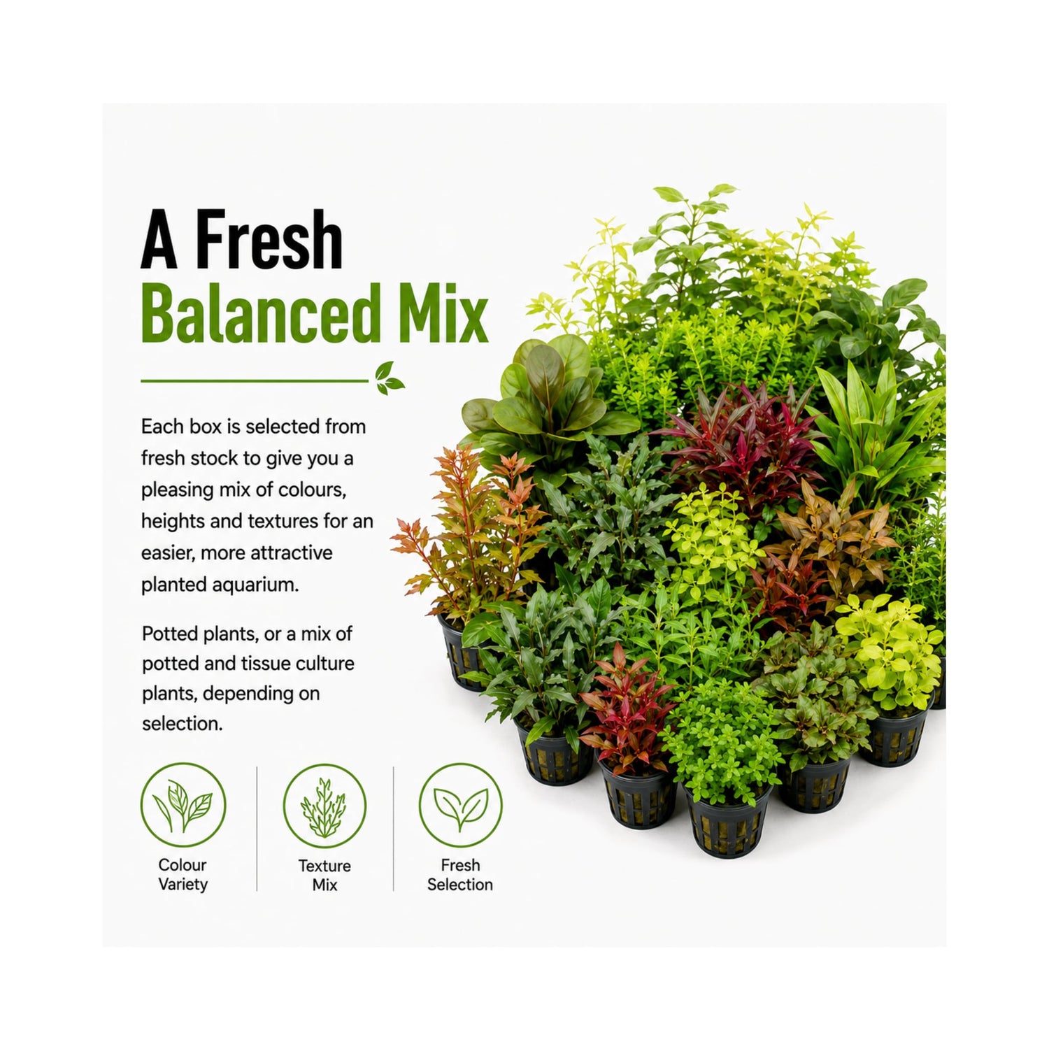 Mixed Box of Aquarium Plants, Expert-Picked for Your Tank
