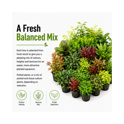 Mixed Box of Aquarium Plants, Expert-Picked for Your Tank