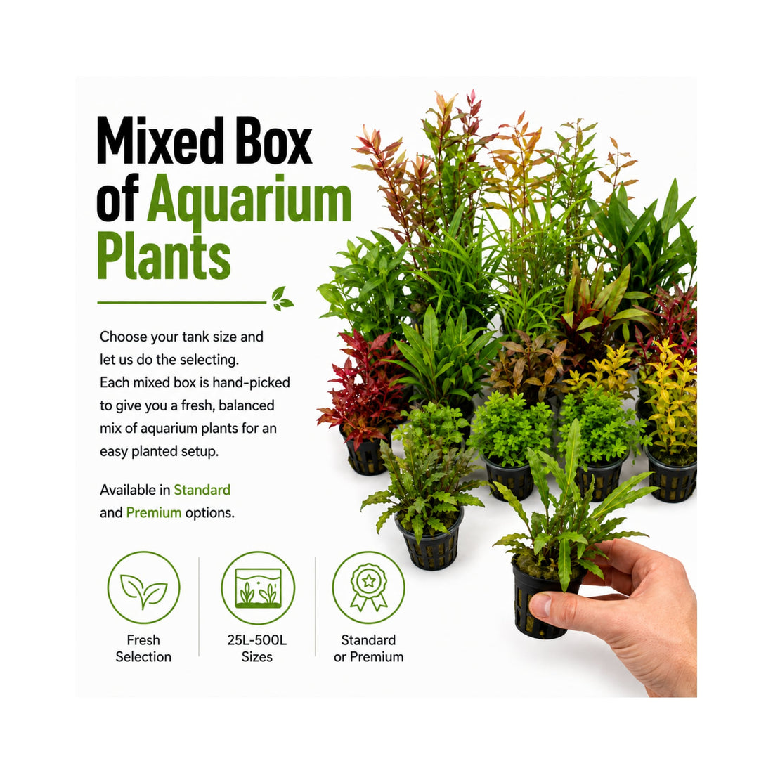 Mixed Box of Aquarium Plants, Expert-Picked for Your Tank