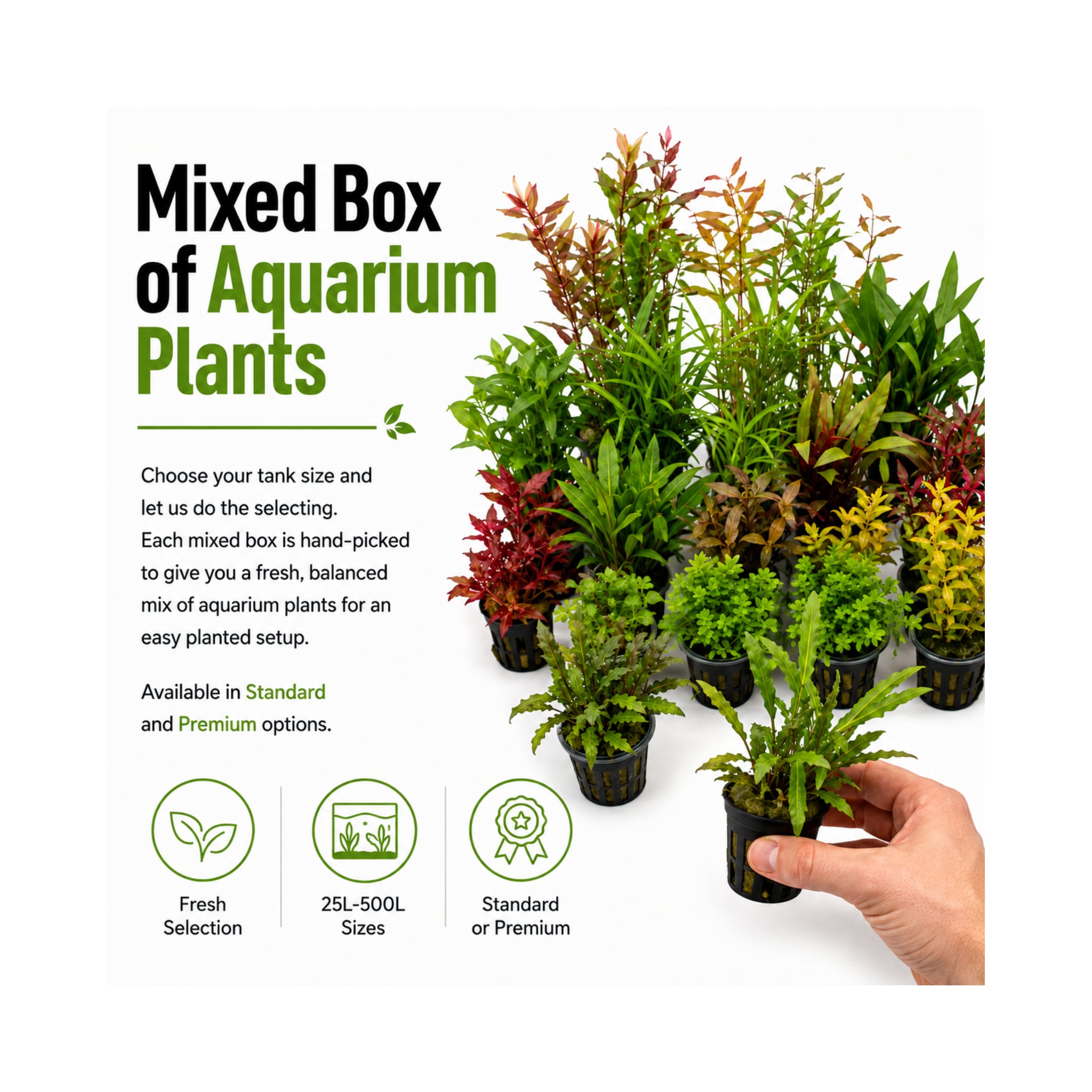 Mixed Box of Aquarium Plants, Expert-Picked for Your Tank