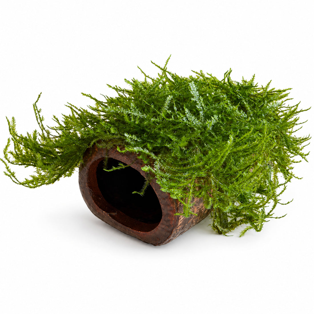 Java Moss Fish House