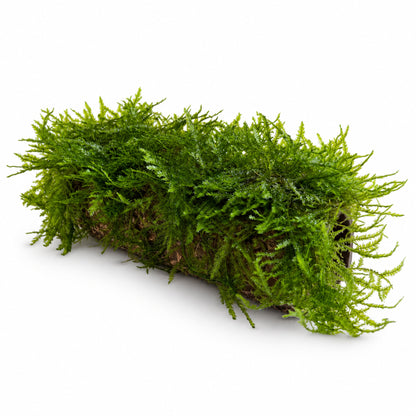 Java Moss Fish House