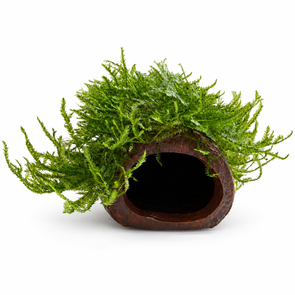 Java Moss Fish House